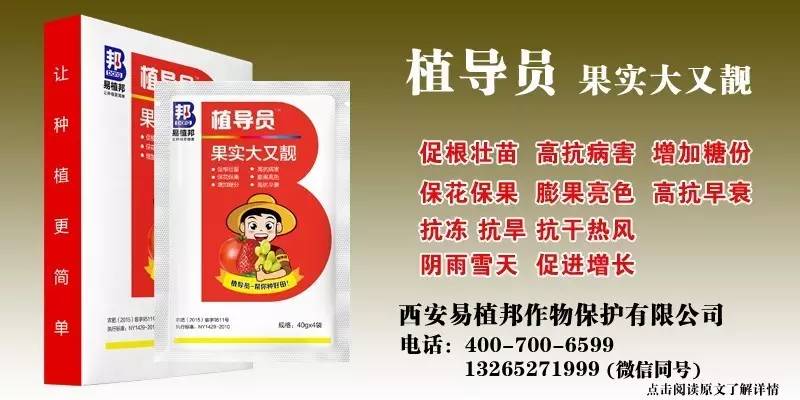 澳門王中王100%期期中一期,澳門王中王100%期期中一期，揭秘彩票背后的秘密