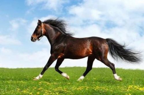 特馬資料,特馬資料，深入了解與探索