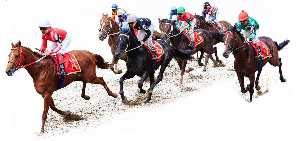 2024今晚香港開(kāi)特馬,今晚香港開(kāi)特馬，探索賽馬運(yùn)動(dòng)的魅力與激情