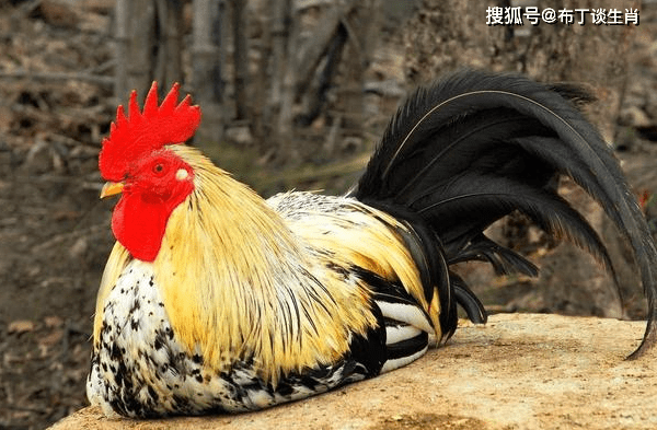 2024新澳今晚資料雞號(hào)幾號(hào)財(cái)安,新澳今晚資料雞號(hào)與財(cái)安展望——探索未來(lái)的幸運(yùn)之路