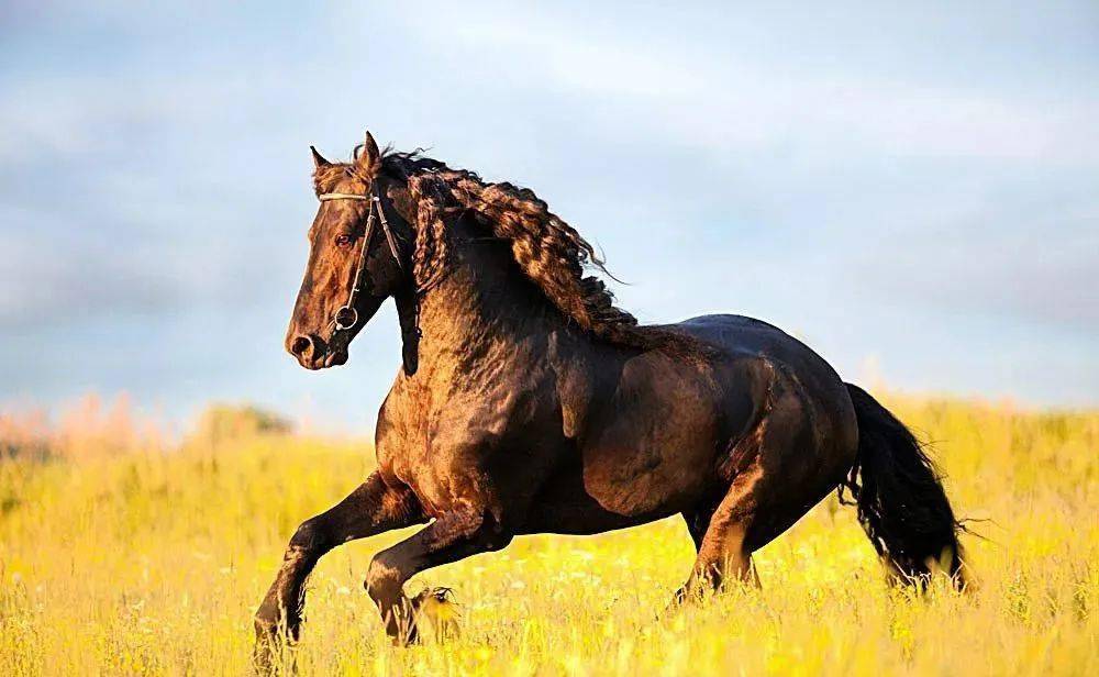 今晚澳門(mén)馬出什么特馬,今晚澳門(mén)馬出什么特馬，探索澳門(mén)賽馬世界的神秘面紗