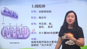 4949正版資料大全,探索與解析，關(guān)于4949正版資料大全的全方位解讀