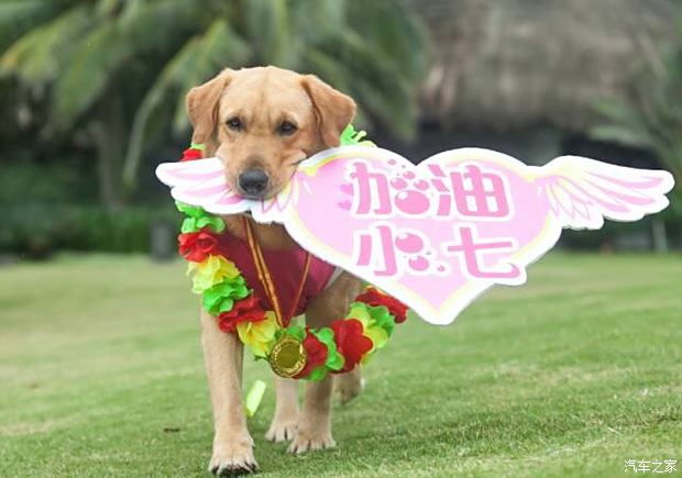 7777788888管家婆狗082期 16-25-29-32-45-47X：37,探索數(shù)字奧秘，7777788888管家婆狗在彩票世界中的神秘面紗